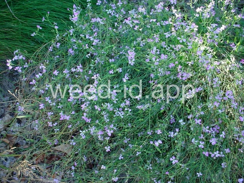 radish, wild